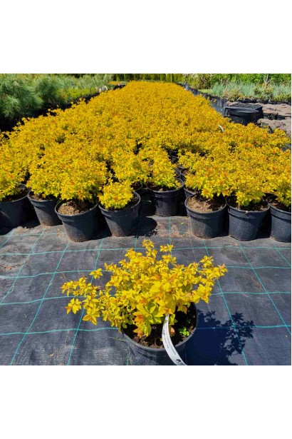 Спірея японська Голден Принцесс (рожева) - 0,5-3л/вис.10-15см/Ø10-15см